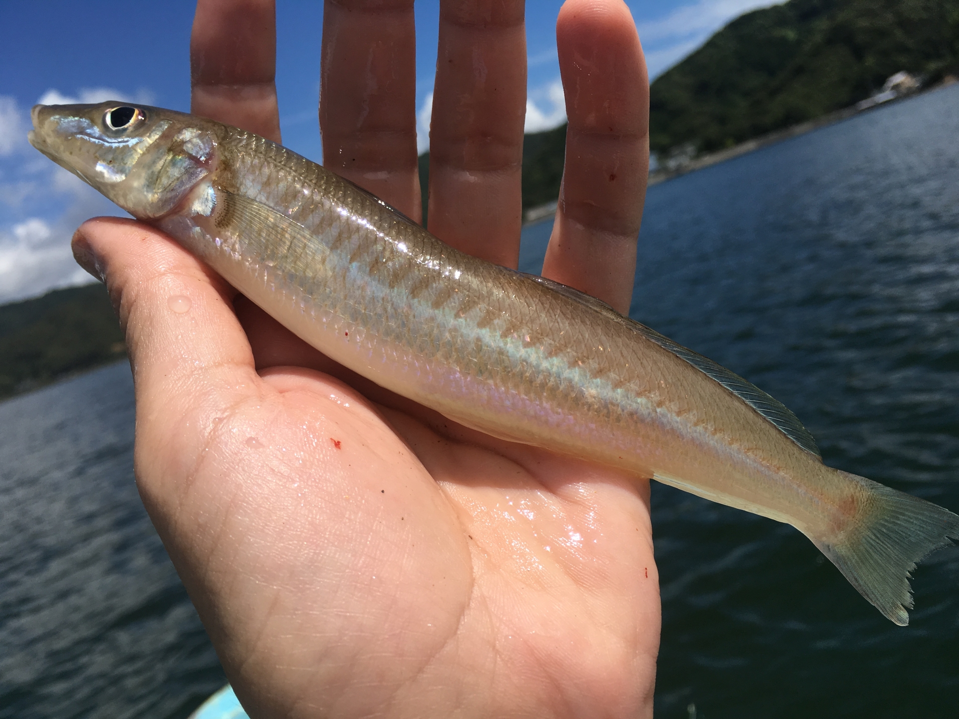 キス釣り