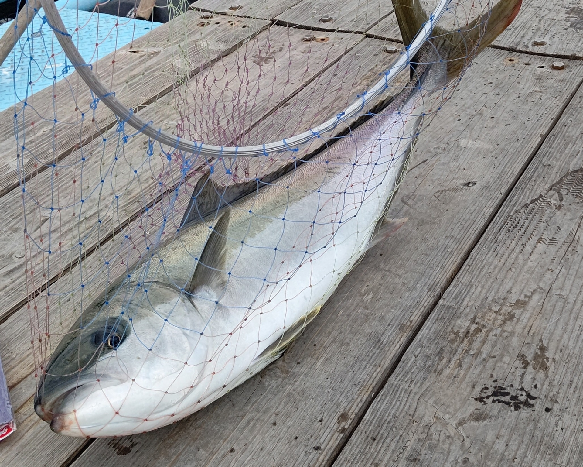 海上釣堀のブリ