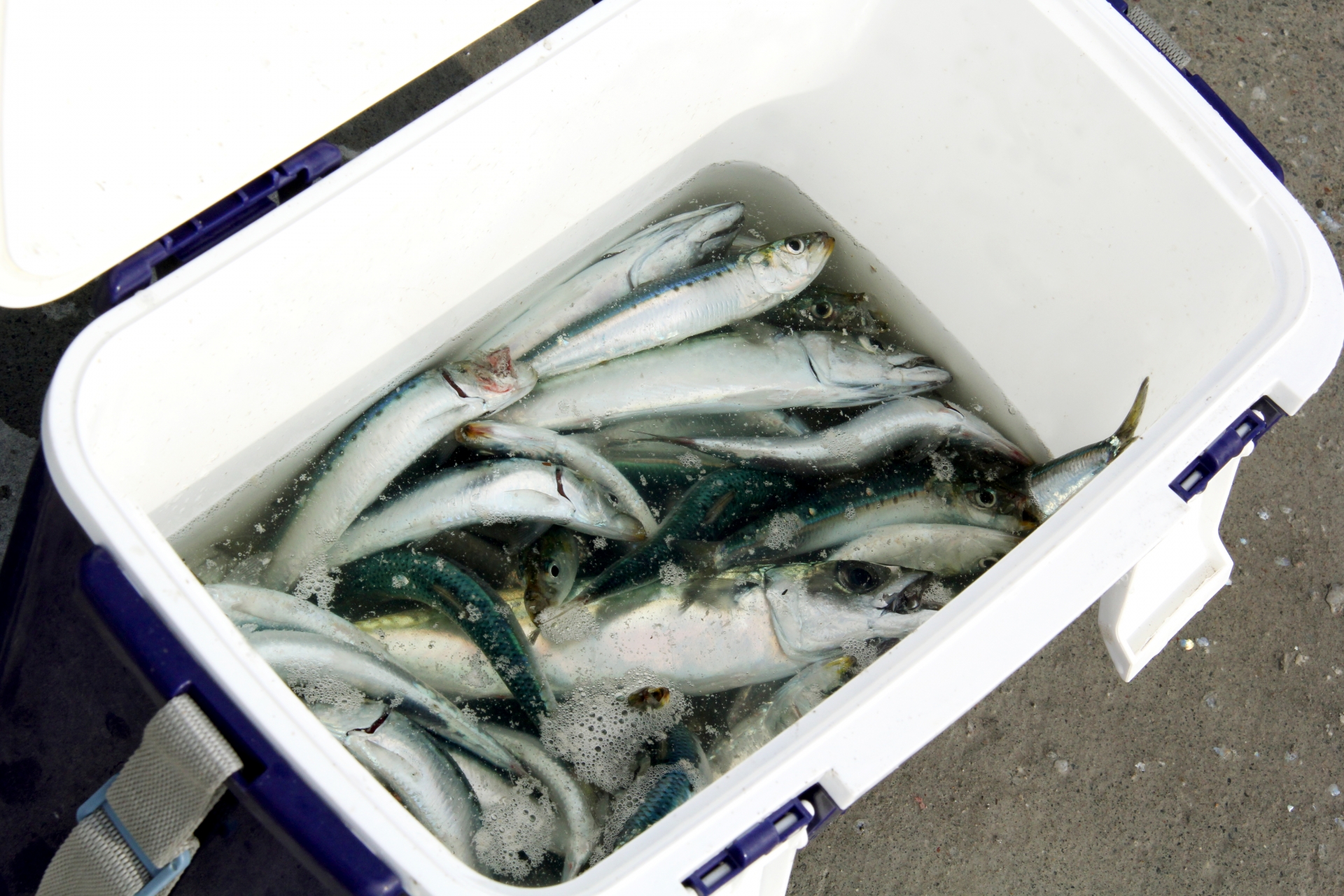 fish and cooler box